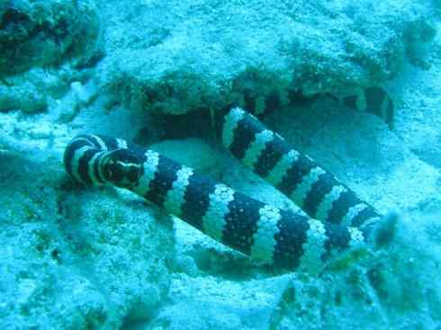 龙：传说的兽原型探秘（海蛇类）