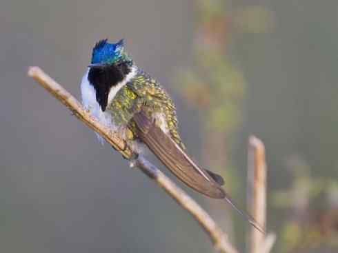 鸟类之最:角蜂鸟 鸟类之最:角蜂鸟