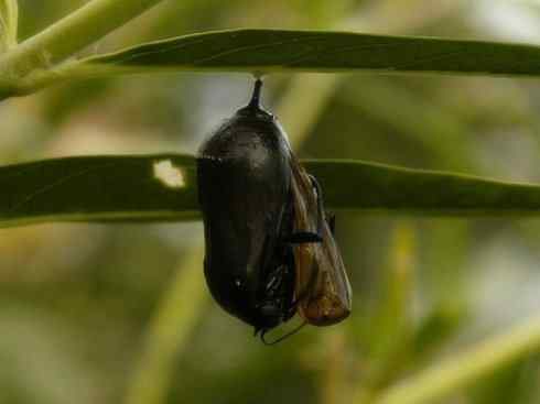 自然奇观：动物大迁徙(帝王蝶）