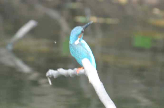 拍翠鸟（纪实）