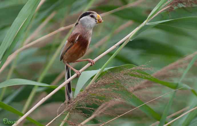 震旦鸦雀:芦野中的超然隐士* 震旦鸦雀:芦野中的超然隐士*