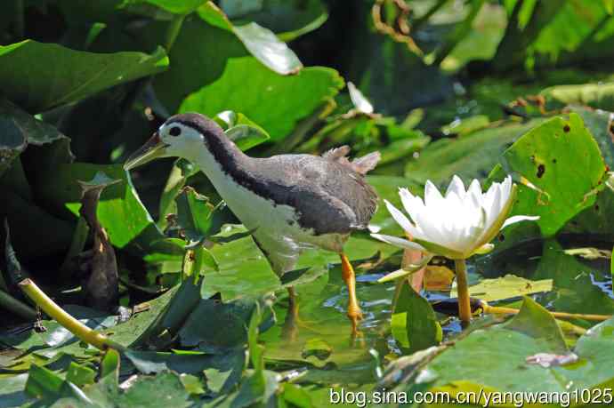 白胸苦恶鸟（6）