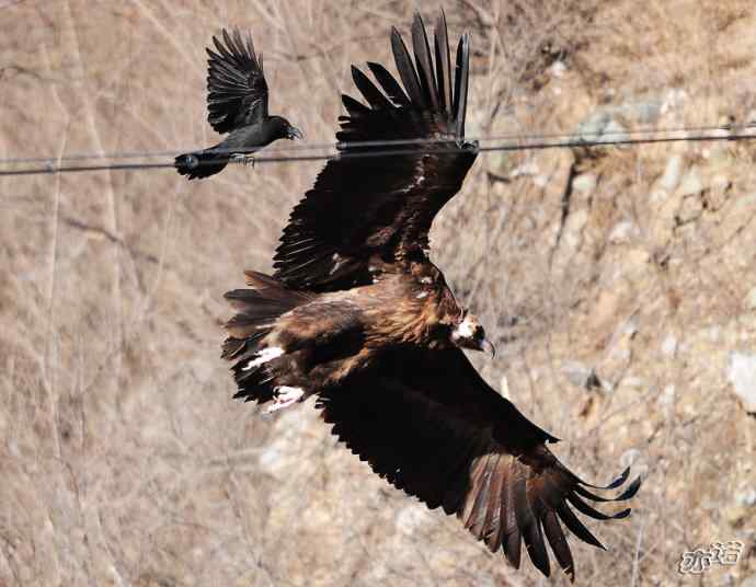 永定河峡谷拍鸟——鸦鹫之逐