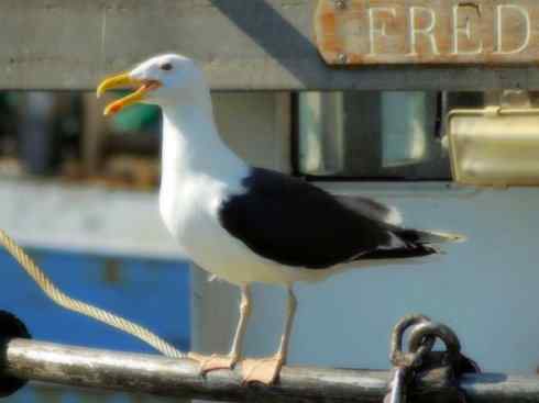 白头鸟系列：另类的美丽10（海鸥）