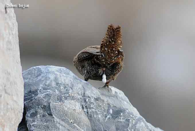 十渡几只鸟 十渡几只鸟