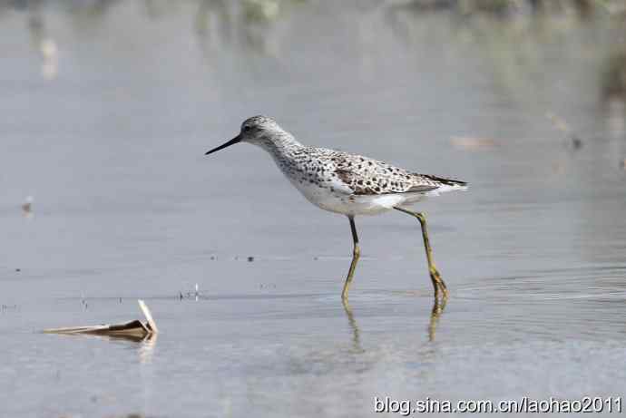 泽鹬 wbr铁嘴沙鸻