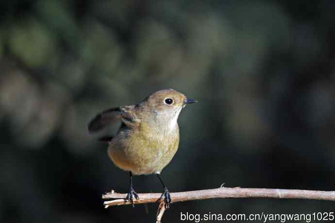 雌性北红尾鸲（1）