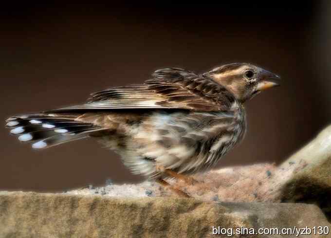 石雀（组图，12张图片）