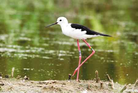 台湾地区湿地水鸟分类识别 台湾地区湿地水鸟分类识别