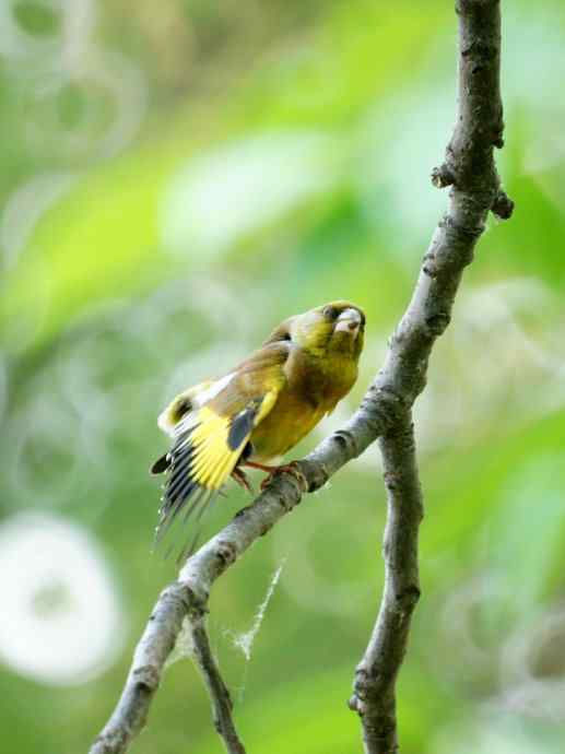 看金翅小帅伸懒腰