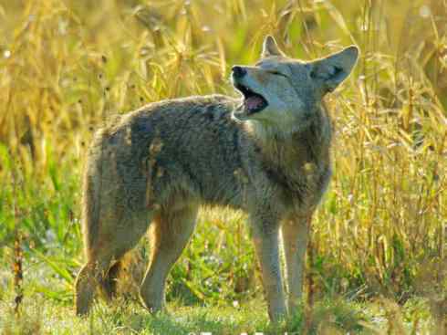 犬科:犬亚科犬属之郊狼、红狼 犬科:犬亚科犬属之郊狼、红狼