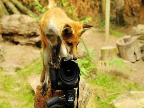 狈：传说的兽原型探秘（狐）