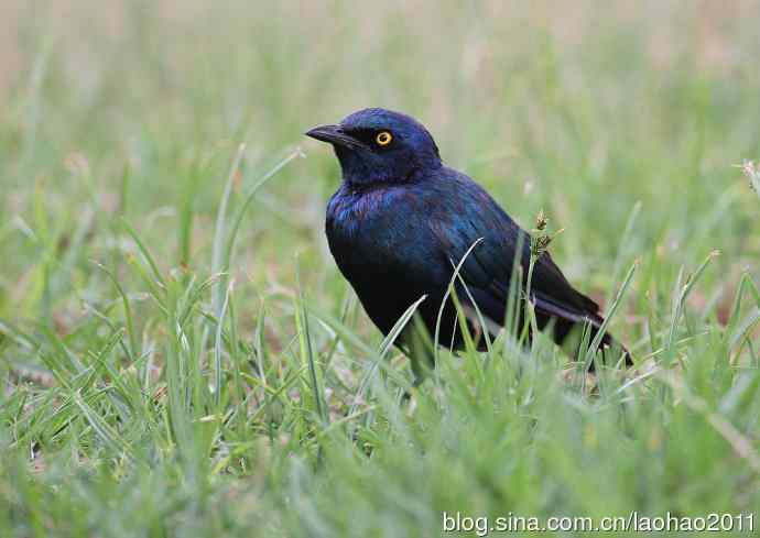 蓝耳辉椋鸟 wbr卢氏辉椋鸟 wbr粟头丽椋鸟 蓝耳辉椋鸟 wbr卢氏辉椋鸟 wbr粟头丽椋鸟