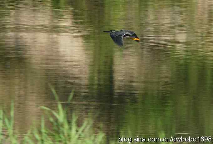 冒酷暑寻拍绿鹭 wbr长途奔袭古北口