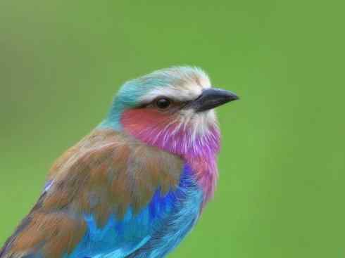 绝色攀禽：佛法僧目之佛法僧2