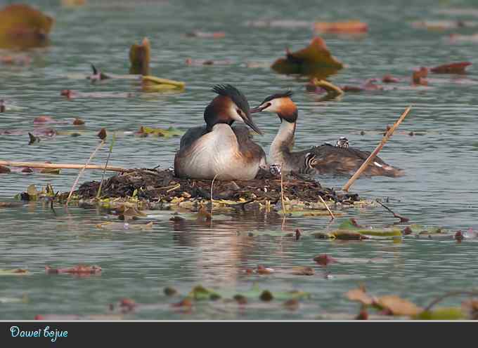 献给含辛茹苦的父母们
