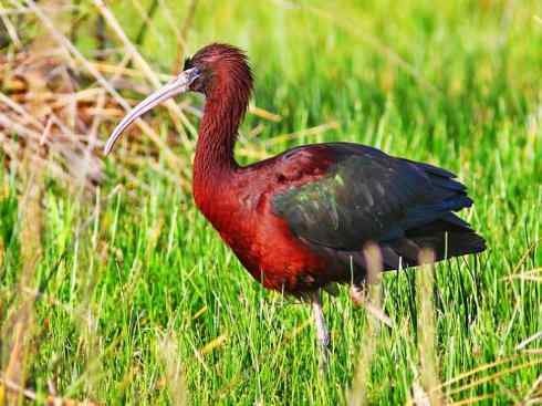 猎奇：奇特的鸟喙之八(朱鹮、白鹮、彩鹮)