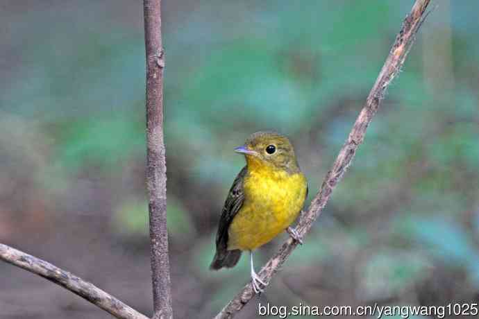 雌性绿背姬鶲（19）