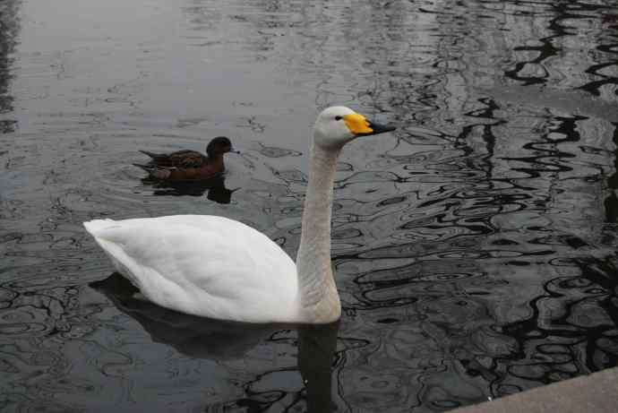 天鹅（送给小朋友GIGI）