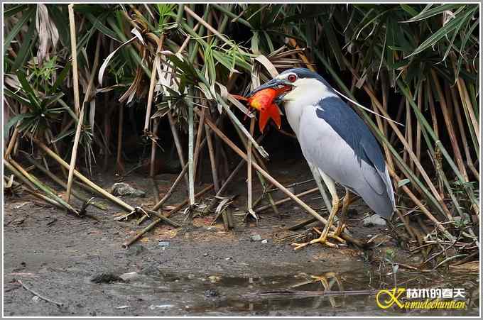 夜鹭的早餐【照片】