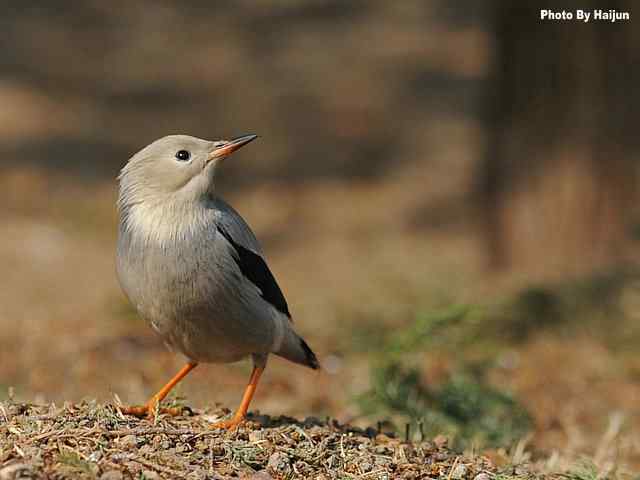 天坛公园的丝光椋鸟 天坛公园的丝光椋鸟
