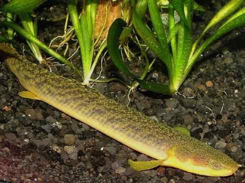 鱼类活化石:多鳍鱼 鱼类活化石:多鳍鱼