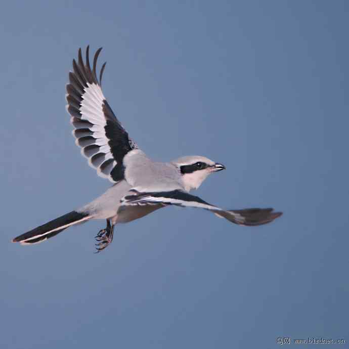 盘点野鸭湖(我的2012年) 盘点野鸭湖(我的2012年)