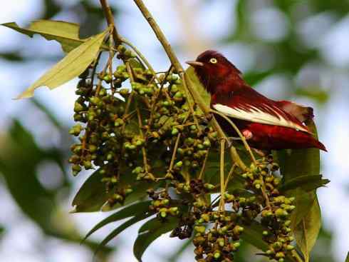 极品红色鸟类：深红紫伞鸟