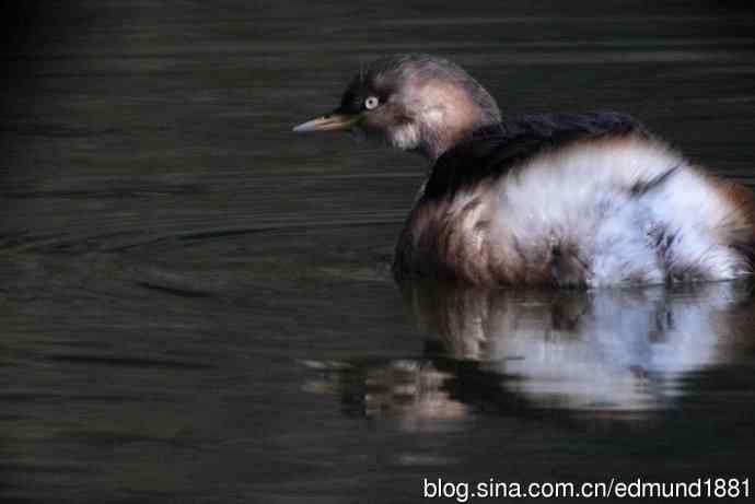 群鸭飞舞贺新岁 群鸭飞舞贺新岁