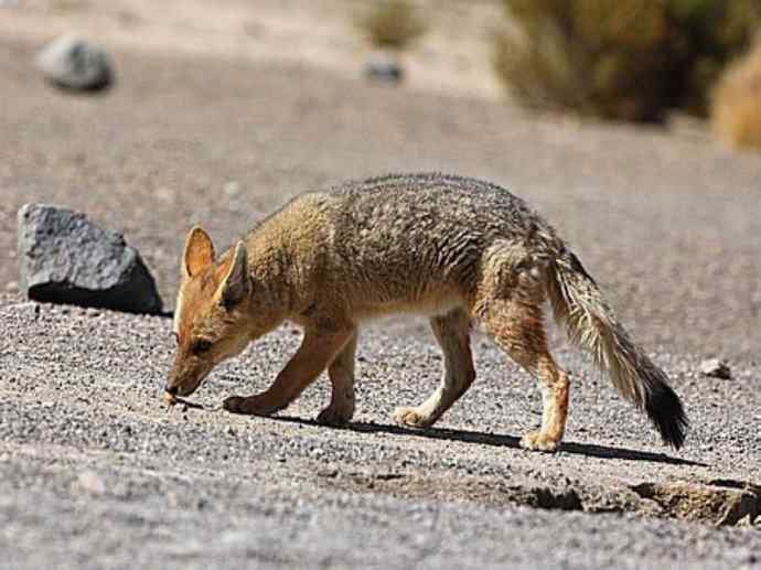 犬科：狐亚科伪狐属之阿根廷狐、山狐、达尔文狐