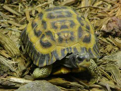 玄武：传说的兽原型探秘（象龟）