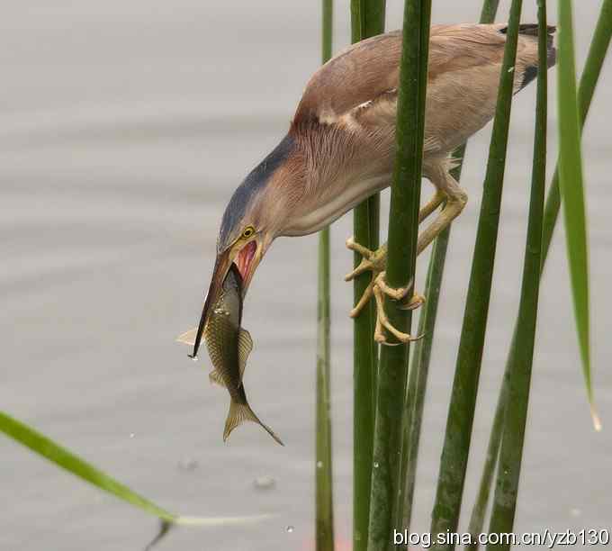 铁证！——实拍黄大脚作案全过程（组图，15张图片）