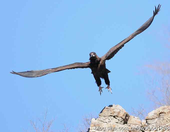 走近秃鹫:一段撼人心魄的拍摄经历 走近秃鹫:一段撼人心魄的拍摄经历