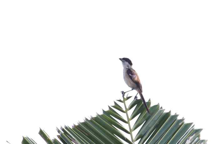 摄鸟拾趣（十三） wbr棕背伯劳