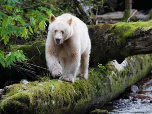 十大喜食蜂蜜动物:棕熊 十大喜食蜂蜜动物:棕熊