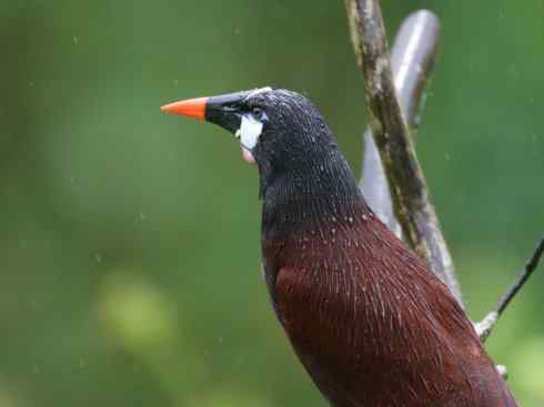 雀鸟也彪悍:小鸟也疯狂(红翅黑鹂) 雀鸟也彪悍:小鸟也疯狂(红翅黑鹂——拟鹂科的战斗种族)