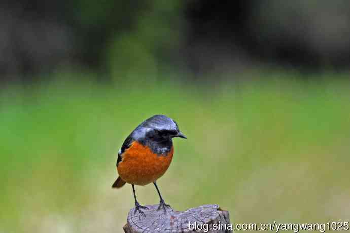 雄性北红尾鸲（35）