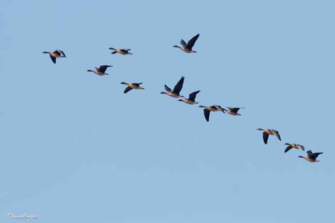角百灵 wbr野鸭湖的一天 角百灵 wbr野鸭湖的一天