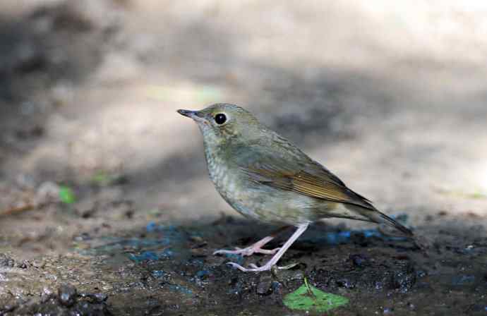 雌性蓝歌鸲（1）