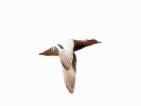 雁鸭之最之六（丑鸭、秋沙鸭、花脸鸭、针尾鸭）