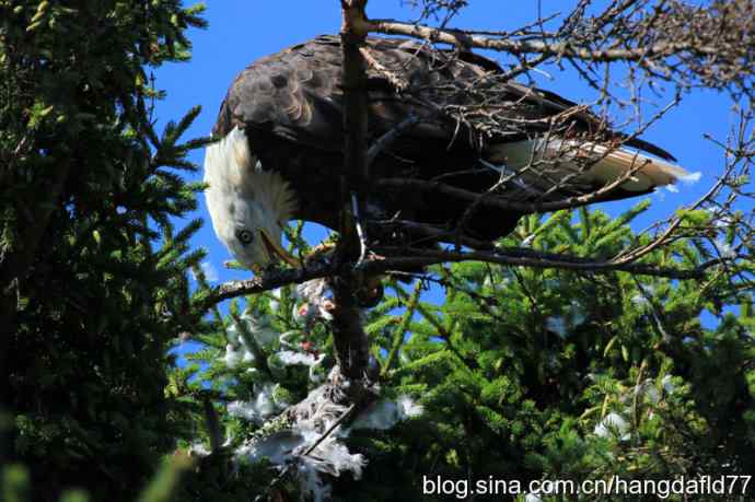 鹰爪之下 wbr焉有完鸟？
