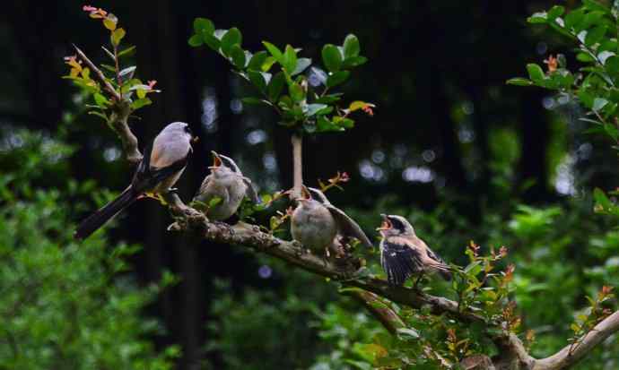 211.小伯劳成长记(5)结束篇--群友部分精彩作品选