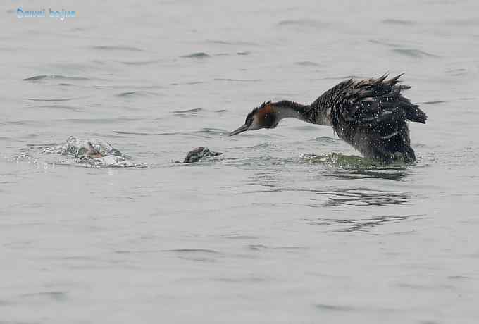 颐和园的凤头