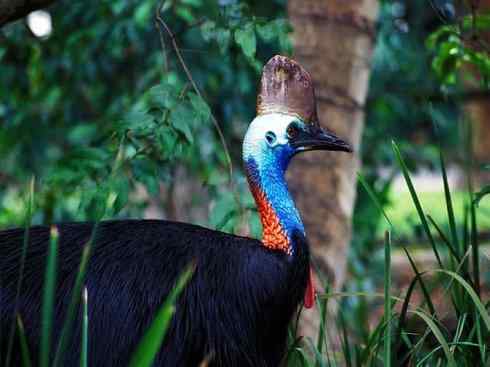 奇特的盔：鹤鸵