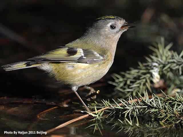 暮然回首 wbr. wbr戴菊却在天坛水洼处