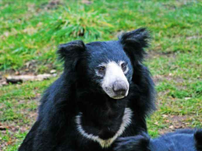 盘点十二大著名食蚁动物：懒熊