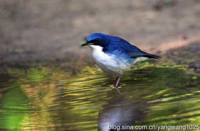 雄性蓝歌鸲（1）