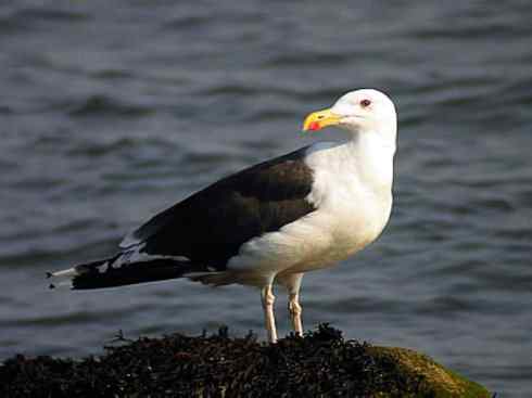 白头鸟系列：另类的美丽10（海鸥）