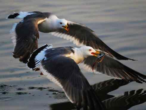 白头鸟系列:另类的美丽(黑背鸥) 白头鸟系列:另类的美丽(黑背鸥)