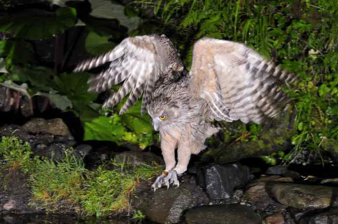 犬科:犬亚科犬属之貉 犬科:犬亚科犬属之貉